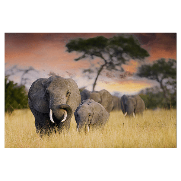 akoestisch paneel olifant met jong