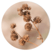 Muurcirkel - Gedroogde bloemen