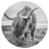 Muurcirkel - SChotse Hooglander gras 2 zwart wit