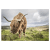 Wandpaneel - Schotse Hooglander gras 2