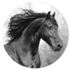 Muurcirkel - Fries paard