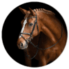 Muurcirkel - Bruin paard