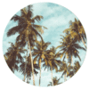 Muurcirkel - Palmbomen
