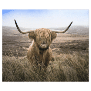Inductie - Kookplaat beschermer Schotse hooglander gras