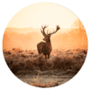 Muurcirkel – Hert zonsopgang