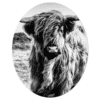 Muurovaal - Schotse hooglander 2