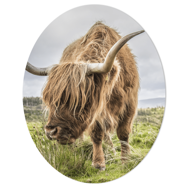 Muurovaal - Schotse Hooglander gras 2