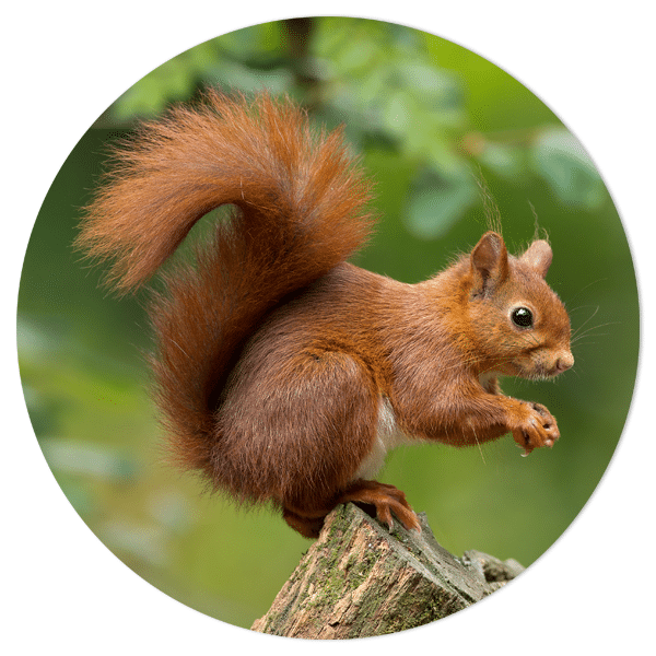 Muurcirkel – Bruine eekhoorn