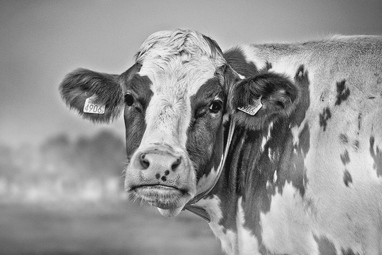 ingenieur Grens mist Behang - Fotobehang Hollandse koe | Villa Stijlvol