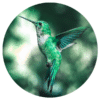 Muurcirkel – Kolibrie