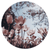 Muurcirkel – Tulpen lente