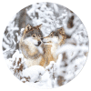 Muurcirkel – Wolven in de sneeuw