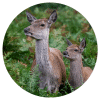 Muurcirkel – Hert met jong in het bos